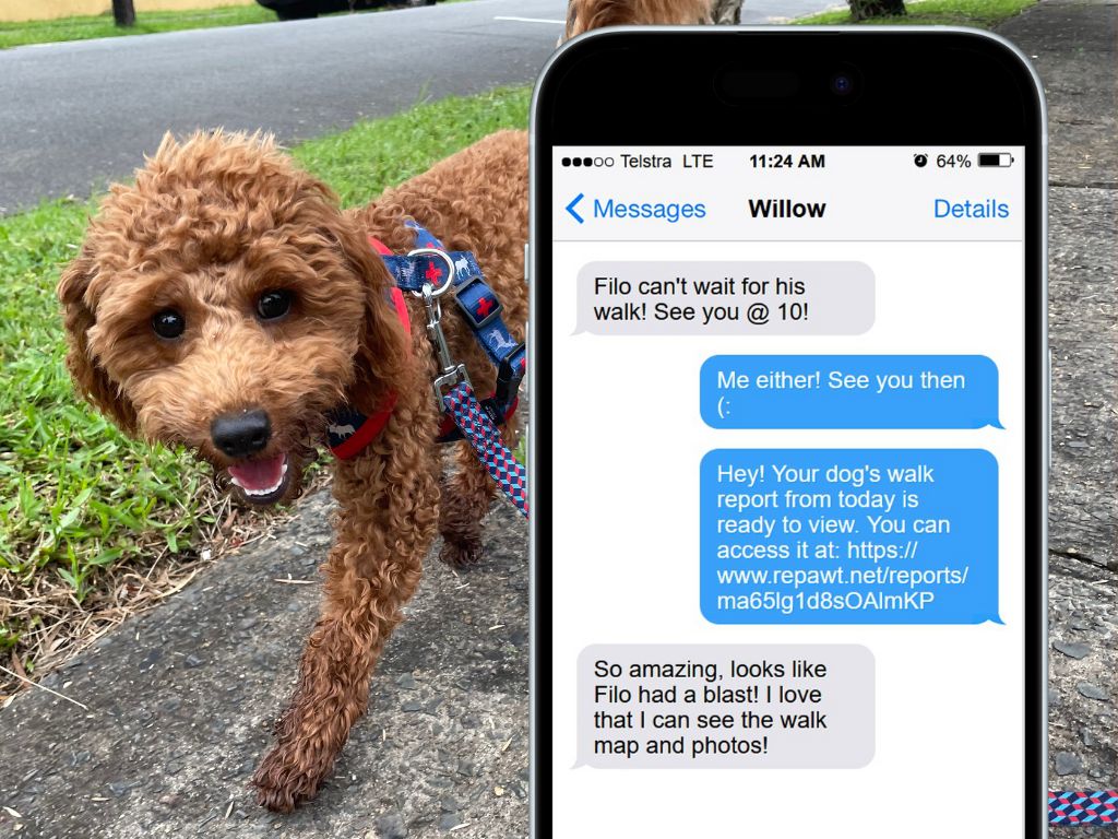 Cute brown poodle next to a phone showing dog walk report messages